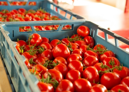 収穫したトマト